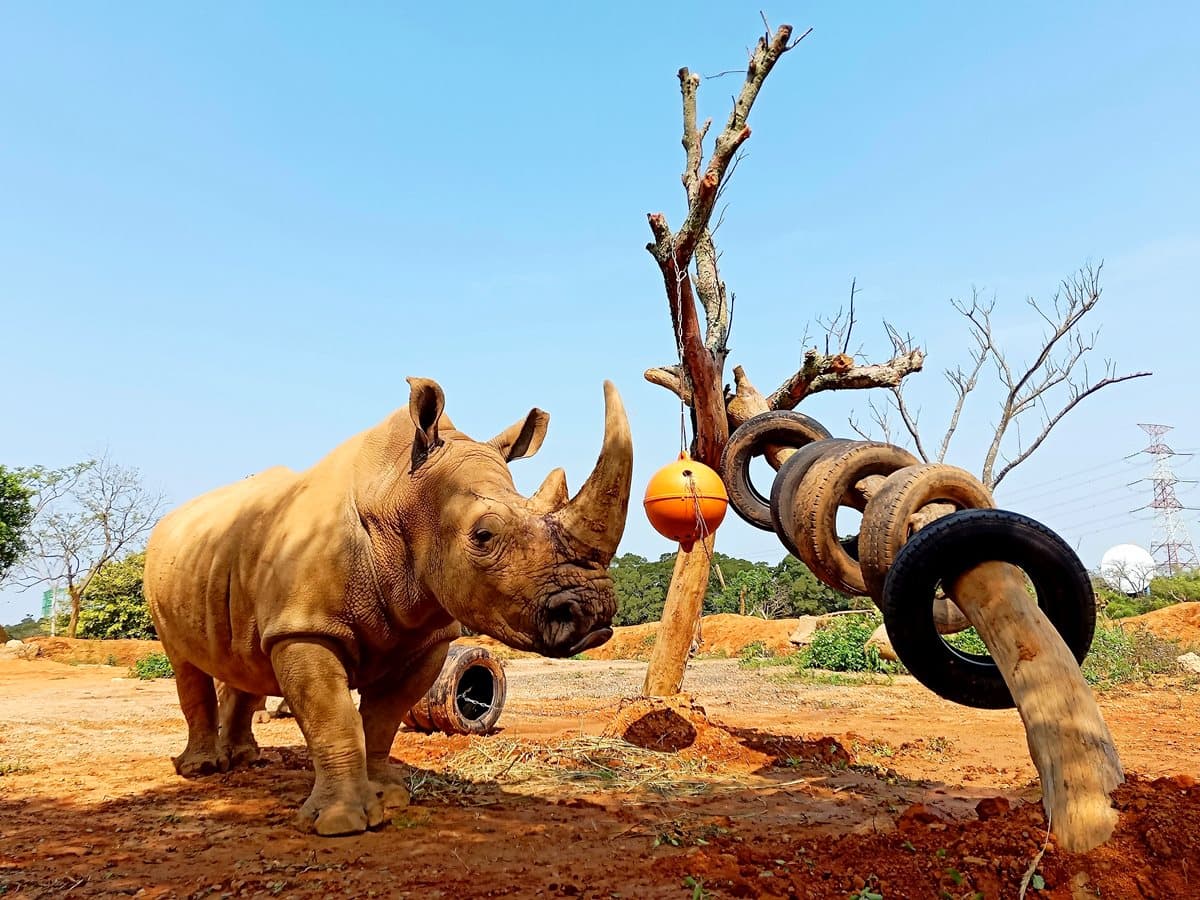 遛小孩了！六福村兒童優惠「12歲以下免費」，爸媽門票享52折
