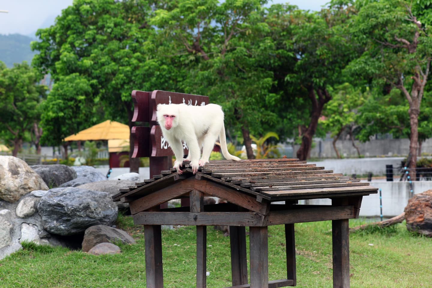 春假花蓮遛小孩！穿這顏色衣服免費入園