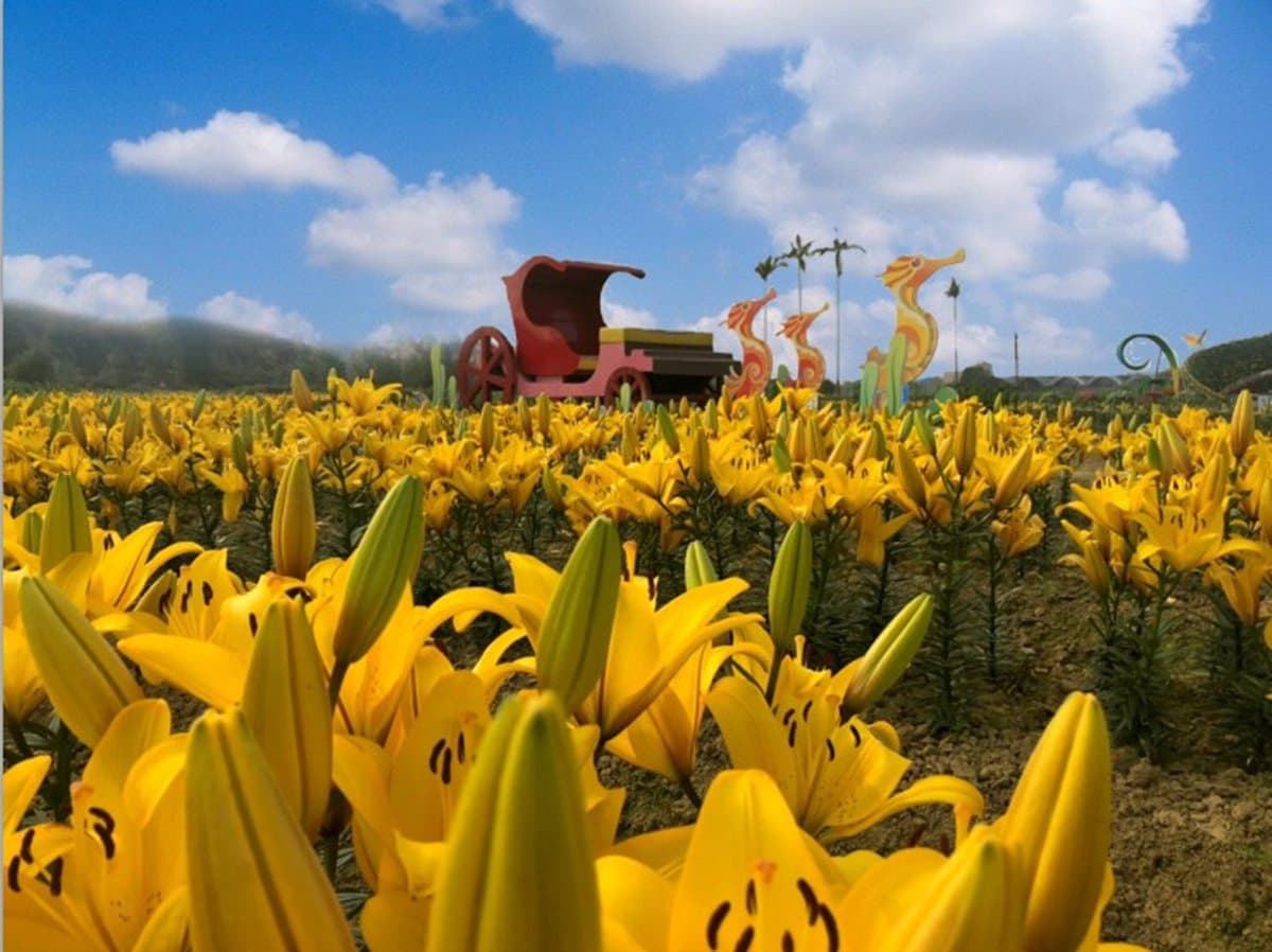 天氣快轉晴！2019「桃園彩色海芋季」23萬株花海，為期18天賞花景點