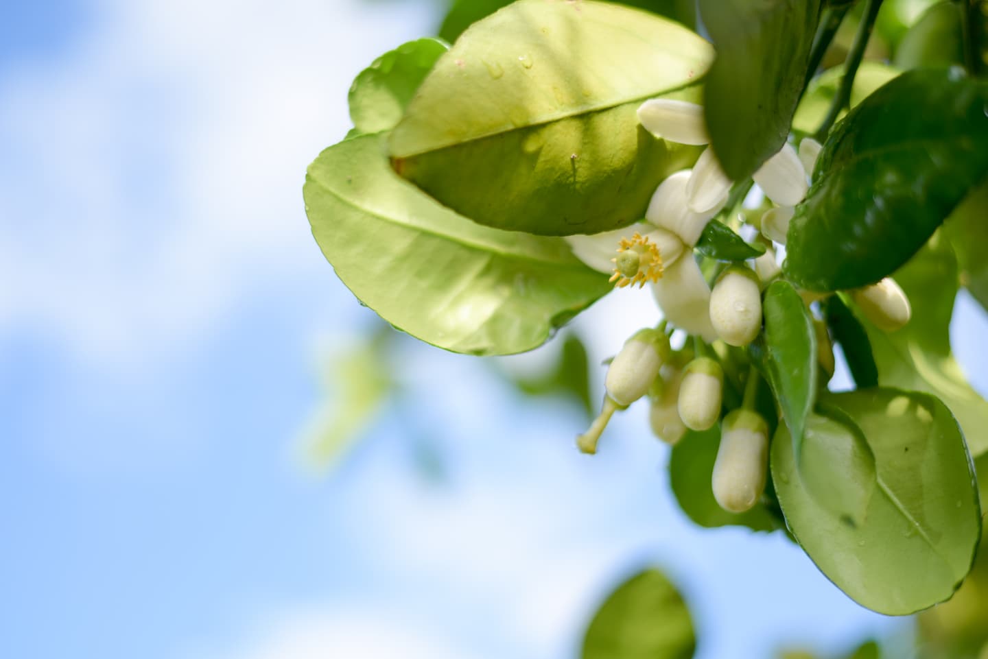花蓮柚花季好吃又好玩！柚花溫泉浴、特色餐+順遊全台最大樟樹林