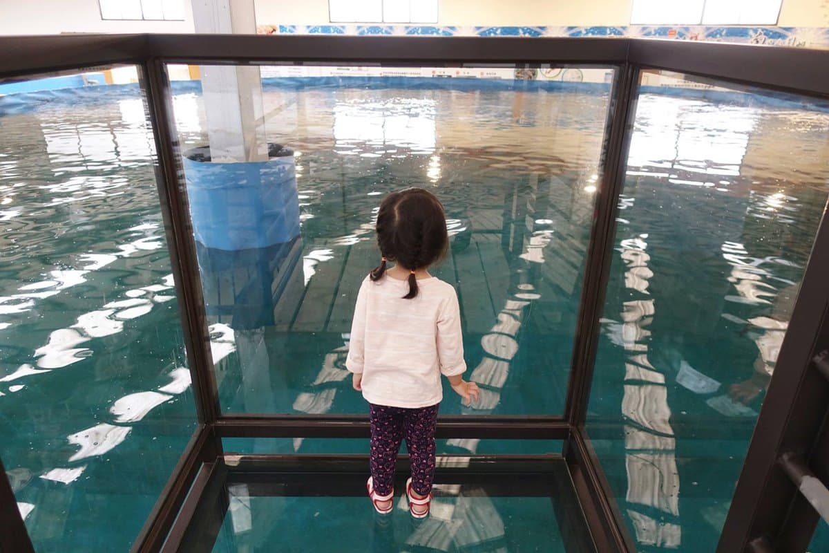 透明觀景台看「鯊魚池」！宜蘭版海生館免門票　還有鯊魚餵食體驗
