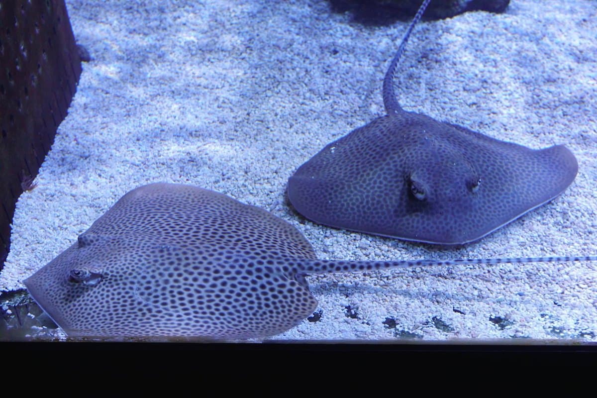 透明觀景台看「鯊魚池」！宜蘭版海生館免門票　還有鯊魚餵食體驗