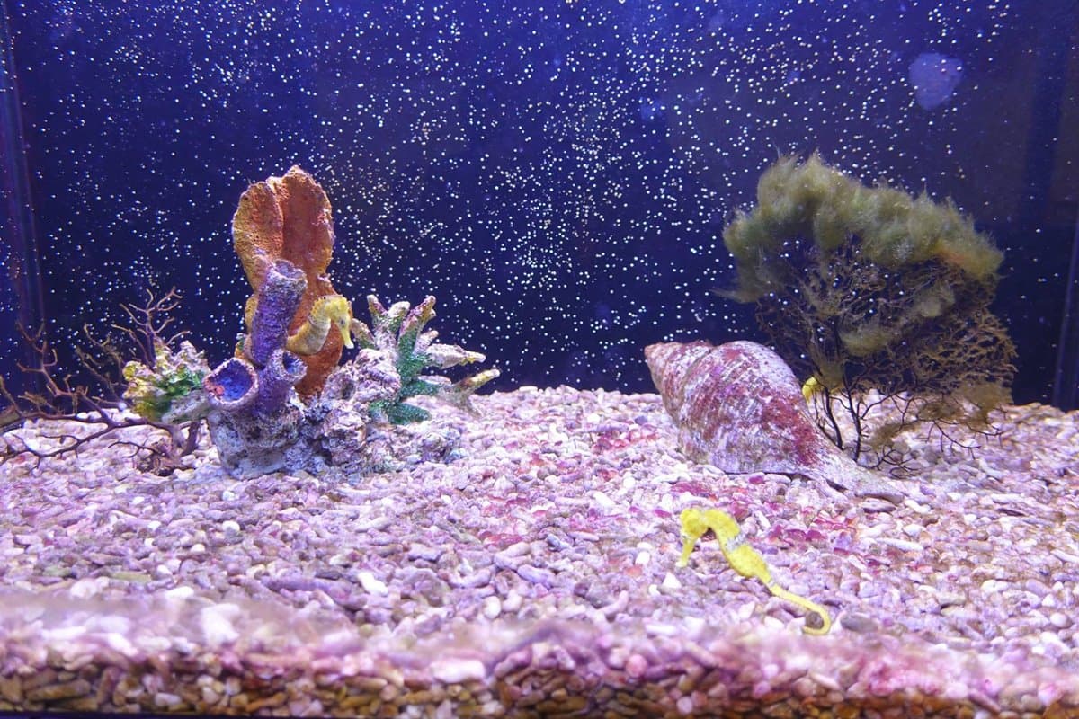 透明觀景台看「鯊魚池」！宜蘭版海生館免門票　還有鯊魚餵食體驗