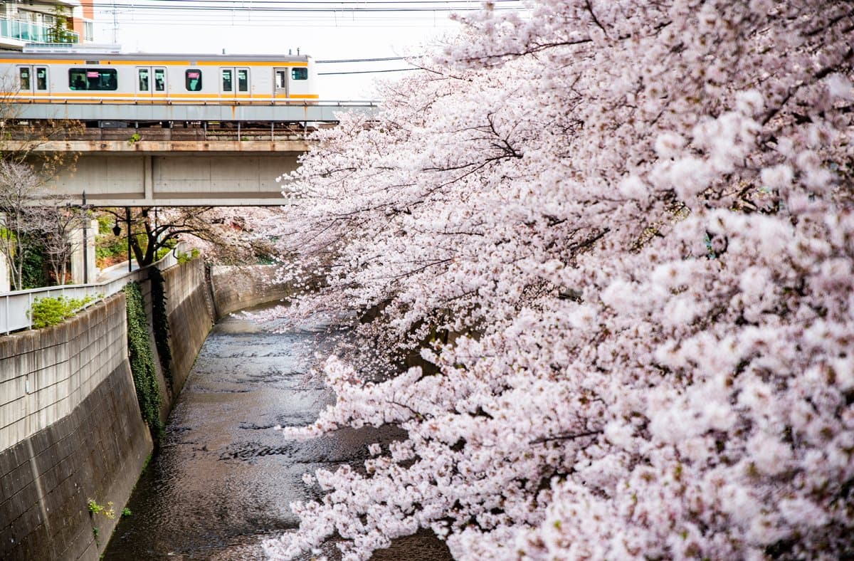 東京最浪漫賞櫻景點！火車伴櫻花海、粉紅獨角獸民宿，每個角落都美拍