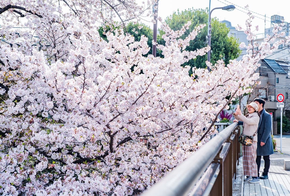 東京最浪漫賞櫻景點！火車伴櫻花海、粉紅獨角獸民宿，每個角落都美拍