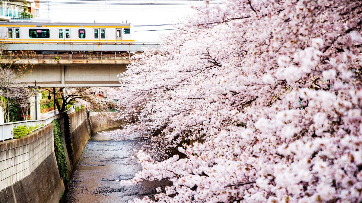 東京最浪漫賞櫻景點！火車伴櫻花海、粉紅獨角獸民宿，每個角落都美拍