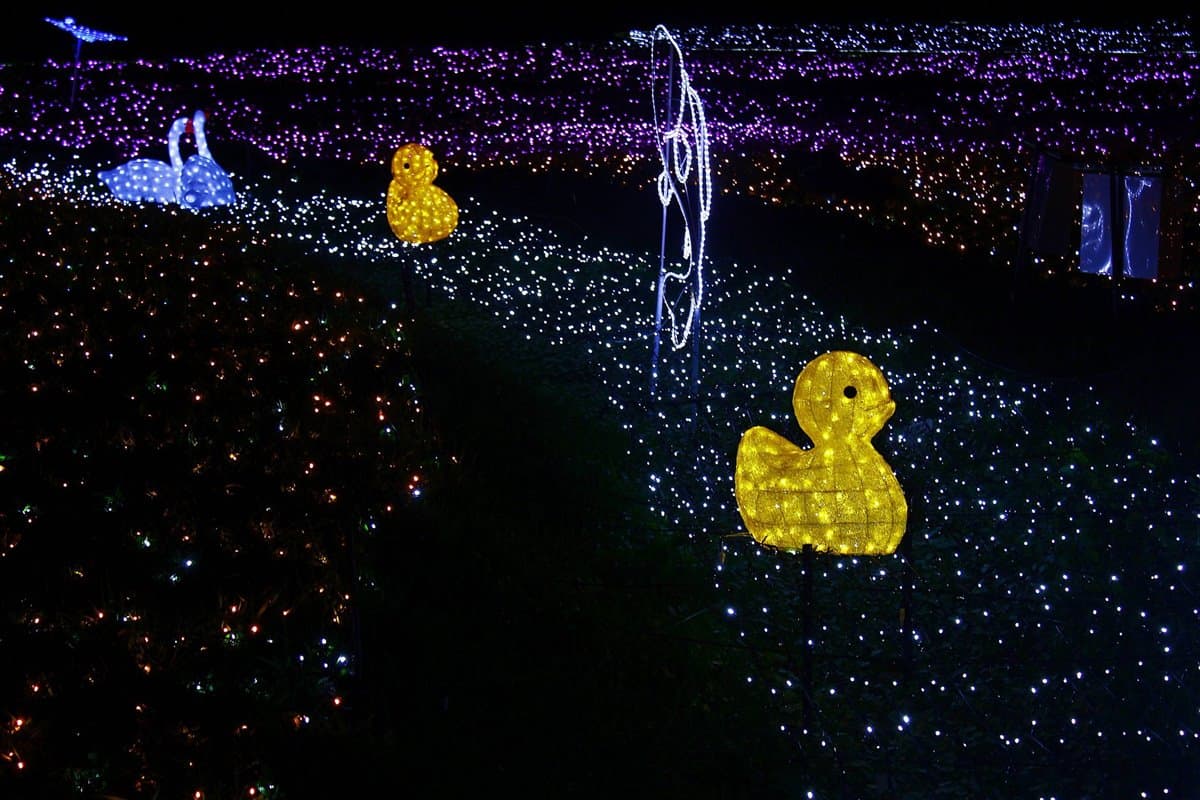 出發了!板橋蝴蝶公園,白天拍「23萬株花海」、夜賞「50萬顆光雕」 出發了!板橋蝴蝶公園,白天拍「23萬株花海」、夜賞「50萬顆光雕」
