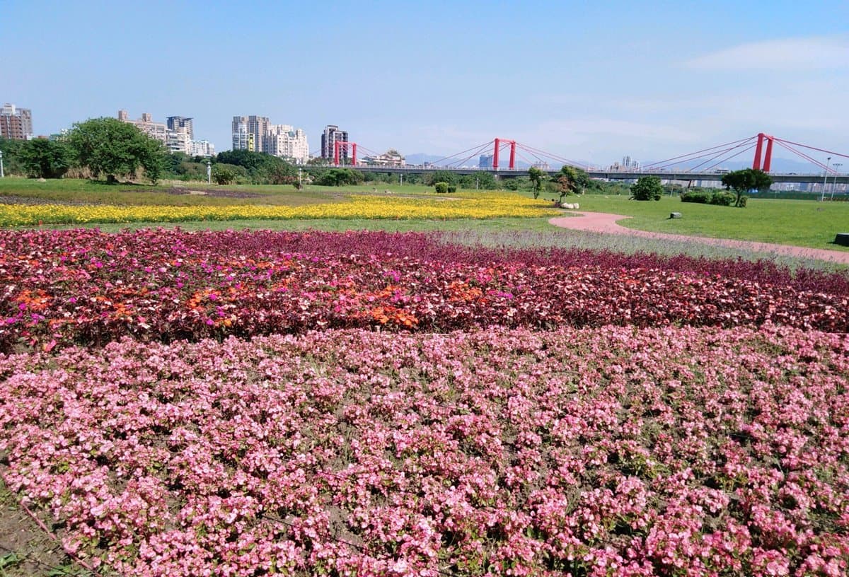 出發了!板橋蝴蝶公園,白天拍「23萬株花海」、夜賞「50萬顆光雕」 出發了!板橋蝴蝶公園,白天拍「23萬株花海」、夜賞「50萬顆光雕」