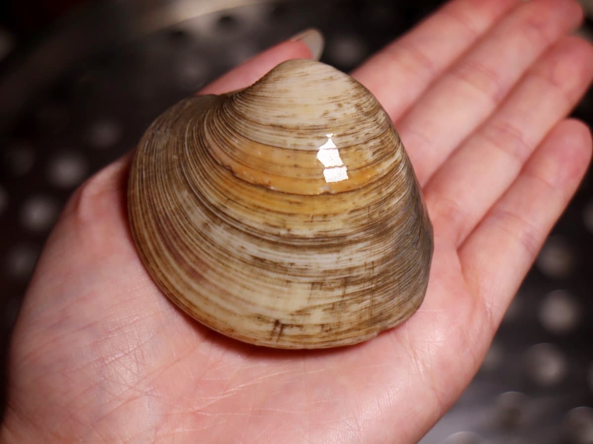 超狂的「海鮮擂台」！新莊鍋物店90秒任你夾！驚見「手掌大」牛奶貝