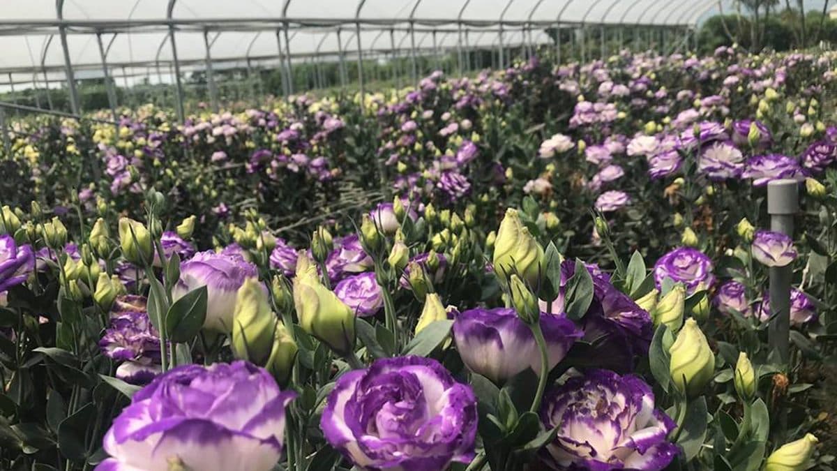 網美集合打卡！初夏「全台10大追花攻略」繡球花、向日葵、百合花海