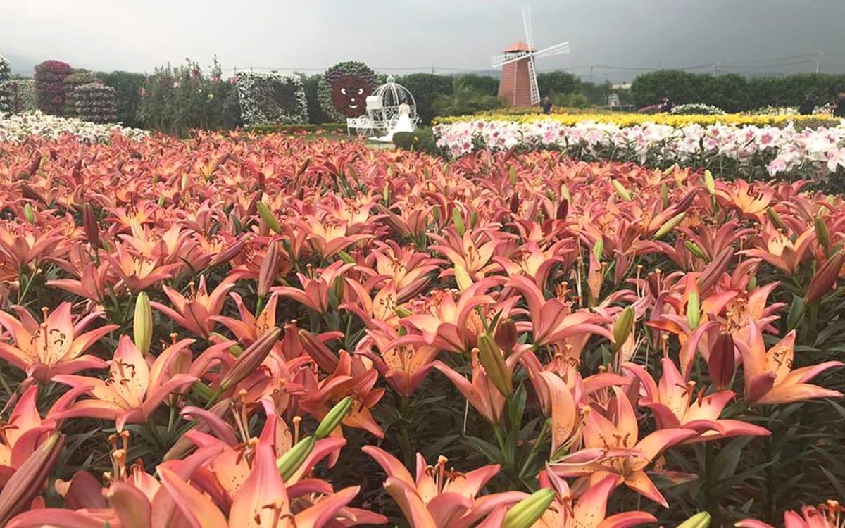 網美集合打卡！初夏「全台10大追花攻略」繡球花、向日葵、百合花海