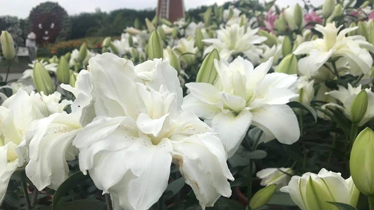 台中人證件拿出來！中社觀光花市「百合花海」爆發，這個月享半價