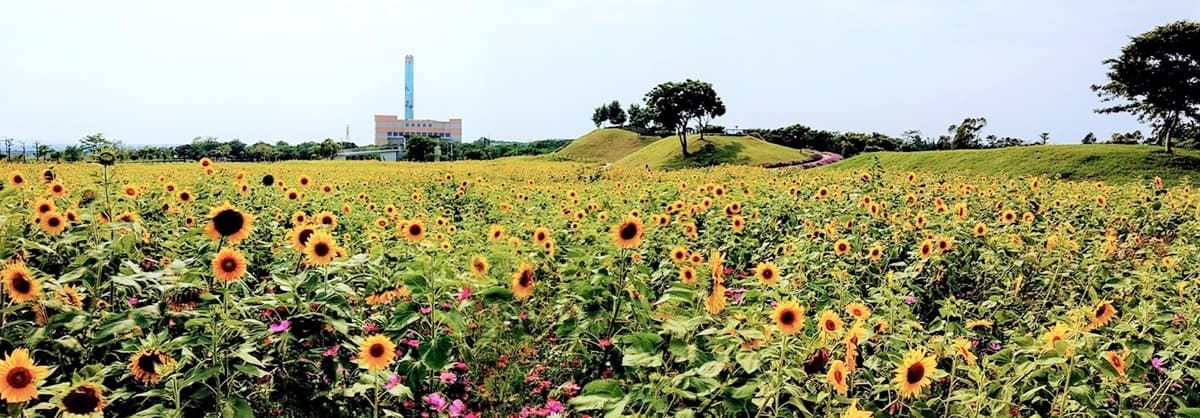 網美集合打卡！初夏「全台10大追花攻略」繡球花、向日葵、百合花海