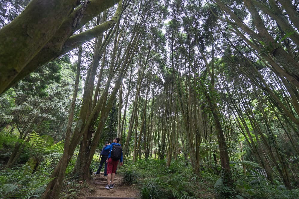「繡球花」開了!杉林溪森林避暑賞萬株繡球花、粉紫鼠尾草田 「繡球花」開了!杉林溪森林避暑賞萬株繡球花、粉紫鼠尾草田
