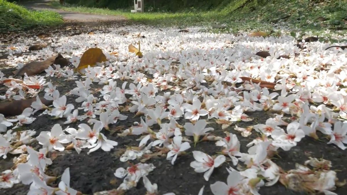「平溪106線道」竟然可以這樣玩！桐花、軍事俱樂部、銅板小吃報你知