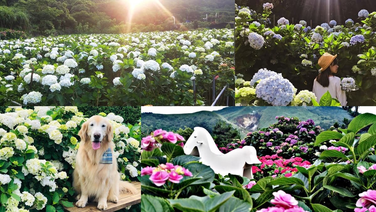 網美都來這裡拍!繡球花3打卡熱點:愛心花海、夢幻迎賓走廊、粉紅花牆