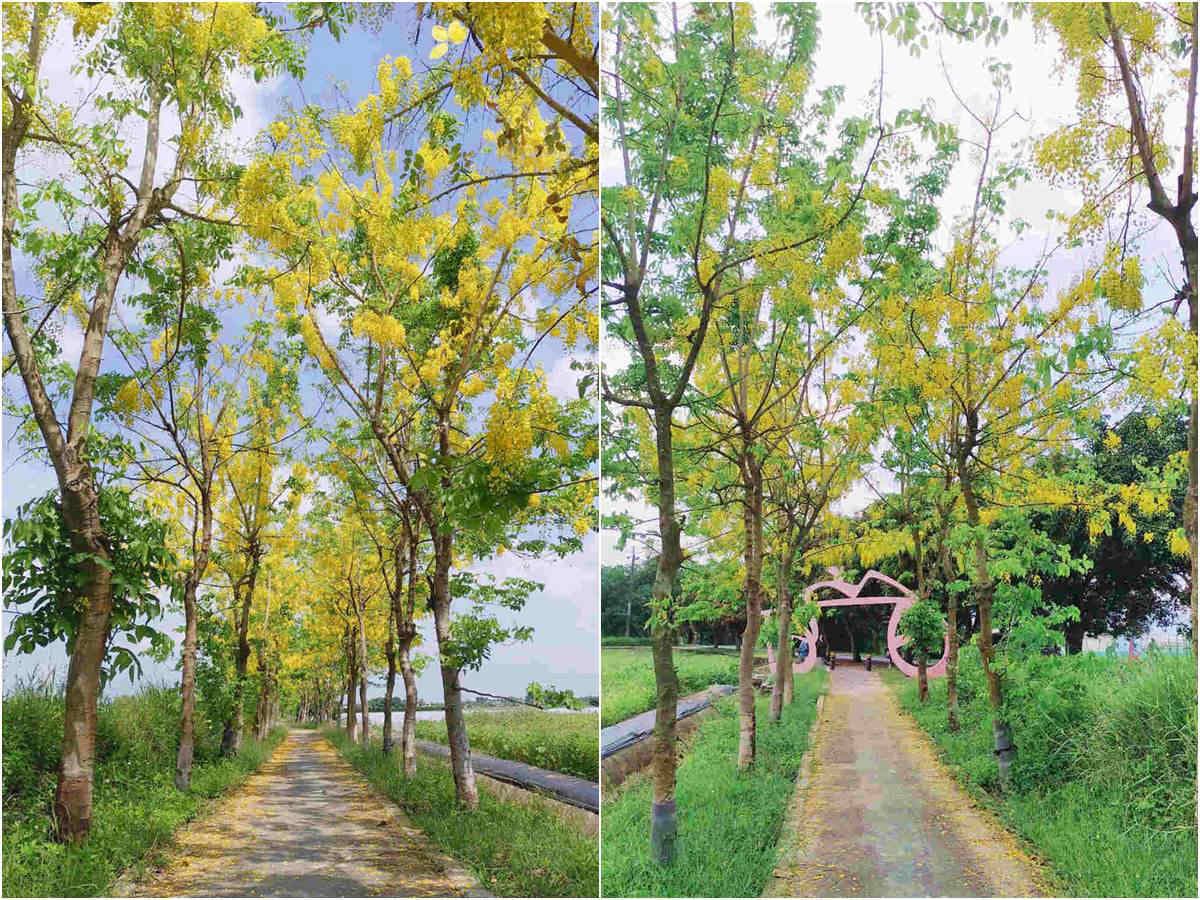 賞花新祕境！「蓮花」「阿勃勒」一次全收，就在台南「蓮鄉自行車道」