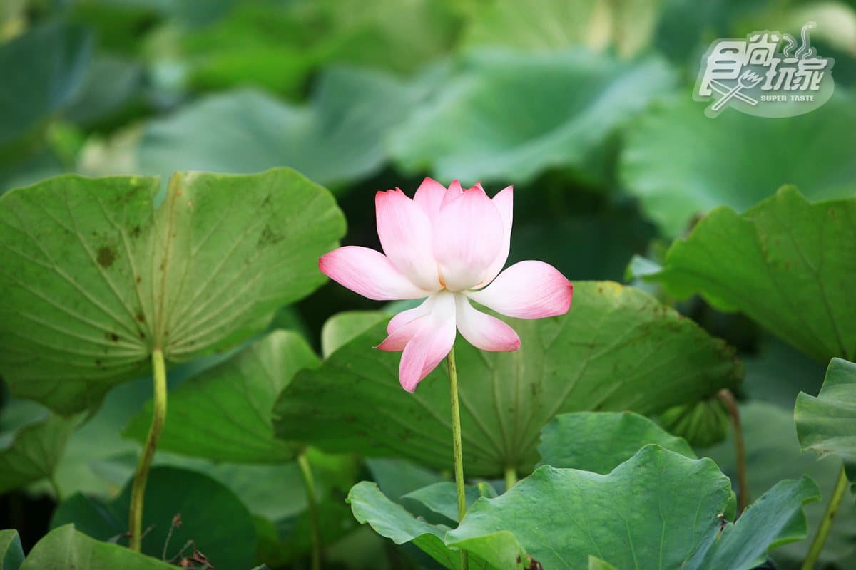 賞花新祕境！「蓮花」「阿勃勒」一次全收，就在台南「蓮鄉自行車道」