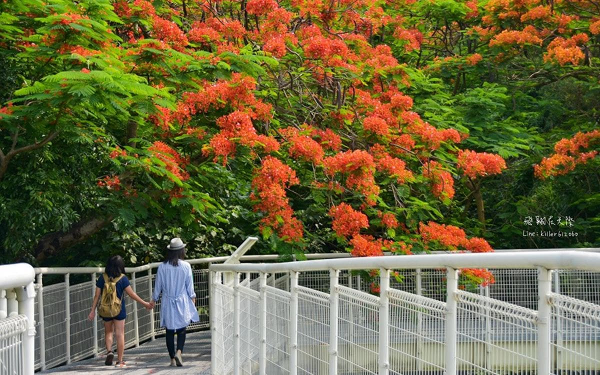 「鳳凰花」仙氣襲來！八卦山季節限定，漫遊絕美天空步道