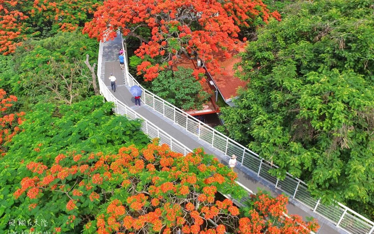 「鳳凰花」仙氣襲來！八卦山季節限定，漫遊絕美天空步道
