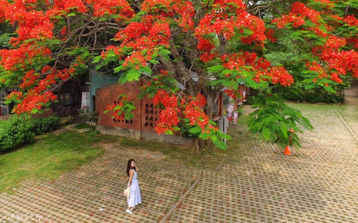 「鳳凰花」仙氣襲來！八卦山季節限定，漫遊絕美天空步道