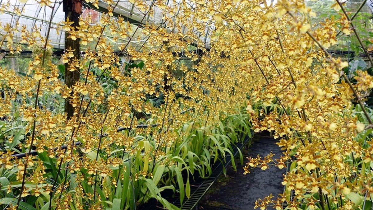 「黃金花海隧道」好美啊!每年只有「這個月」免費入園快衝 「黃金花海隧道」好美啊!每年只有「這個月」免費入園快衝