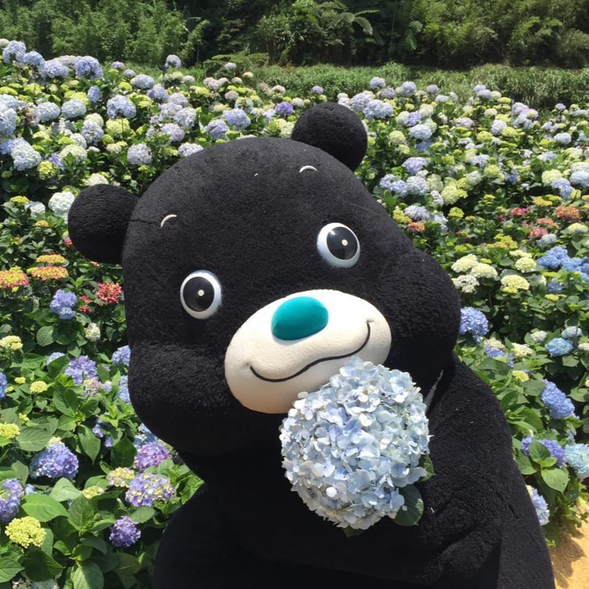 「繡球花野餐」免入園費!繡球花地景+音樂會拍好拍滿 「繡球花野餐」免入園費!繡球花地景+音樂會拍好拍滿
