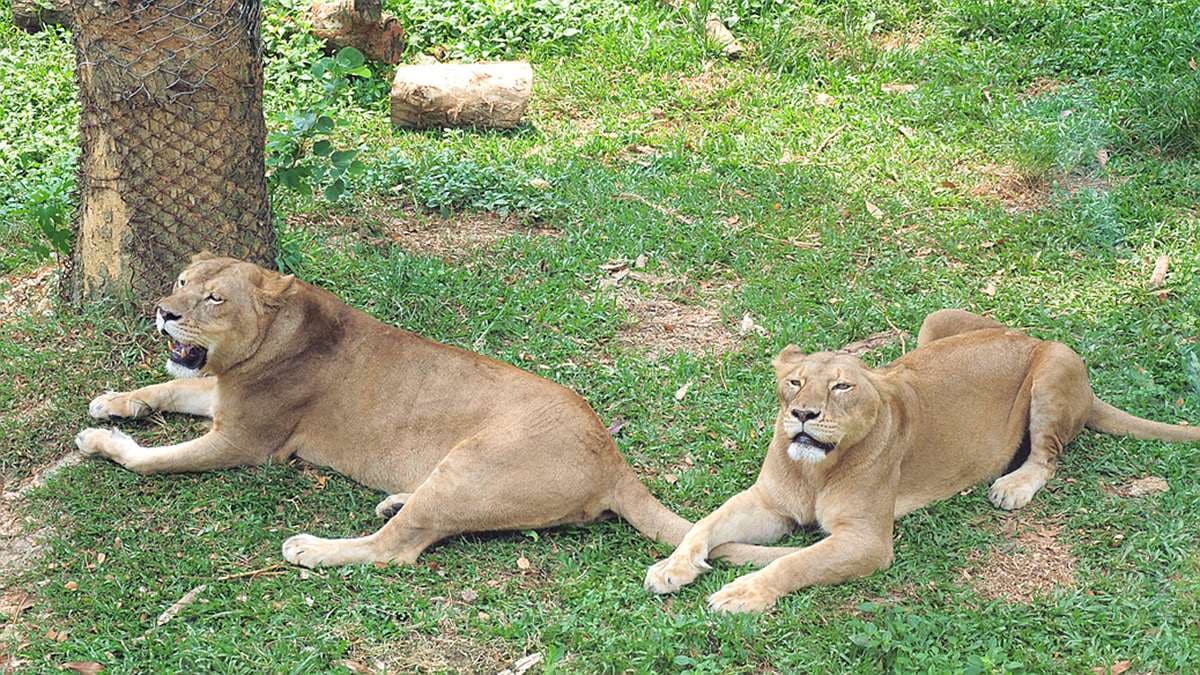 來看樹懶吃飯洗澡！動物園暑假夜間開放囉，下午入園半價