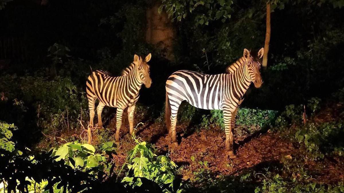 來看樹懶吃飯洗澡！動物園暑假夜間開放囉，下午入園半價