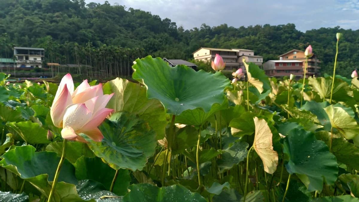 長輩圖拍到手機沒電！新北最大荷花田「睡蓮發光」看過嗎？