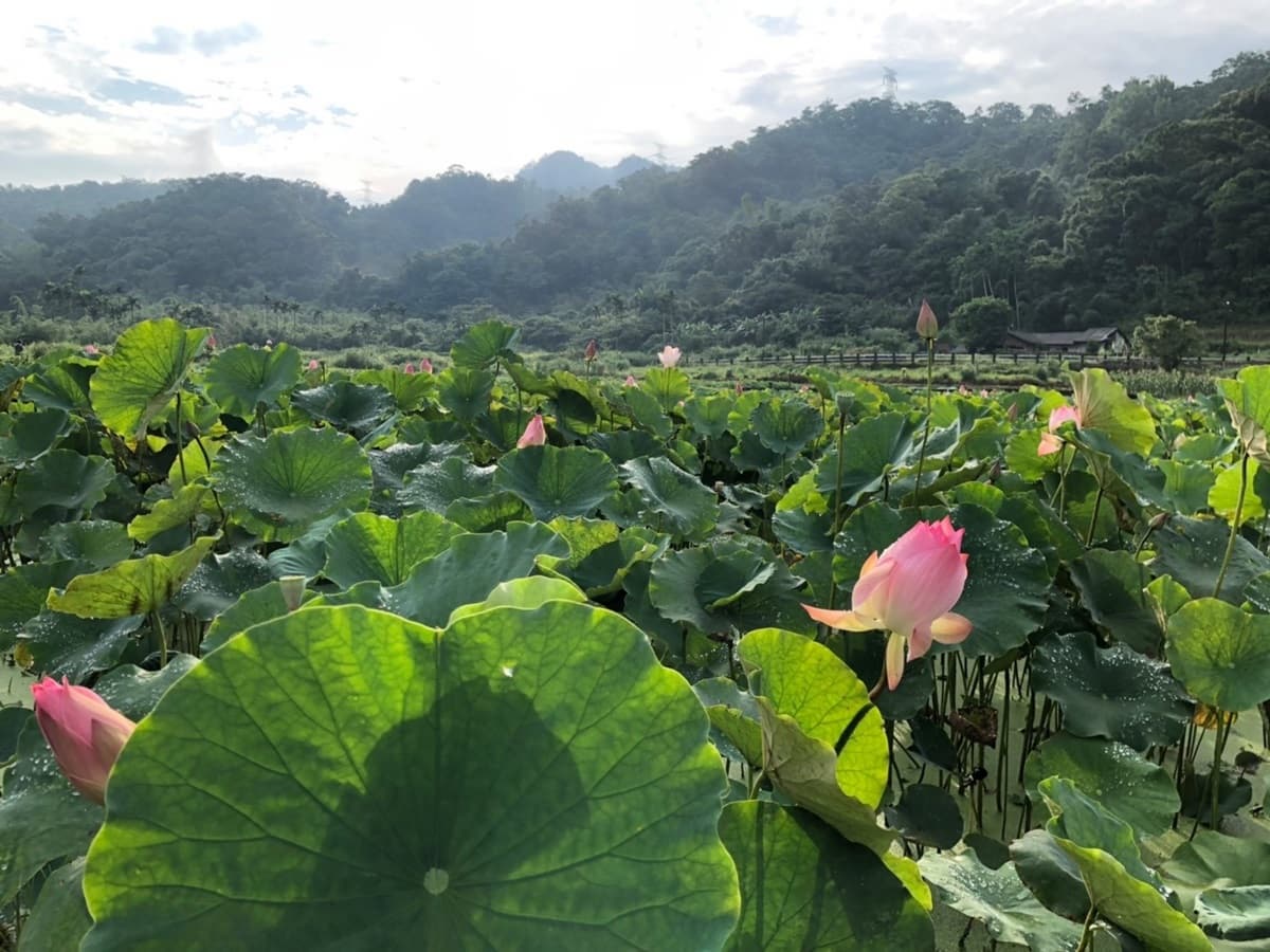夏季限定！雙溪消暑一日遊7亮點：新北最大荷花池、台版九寨溝、窯烤麵包配檸檬咖啡
