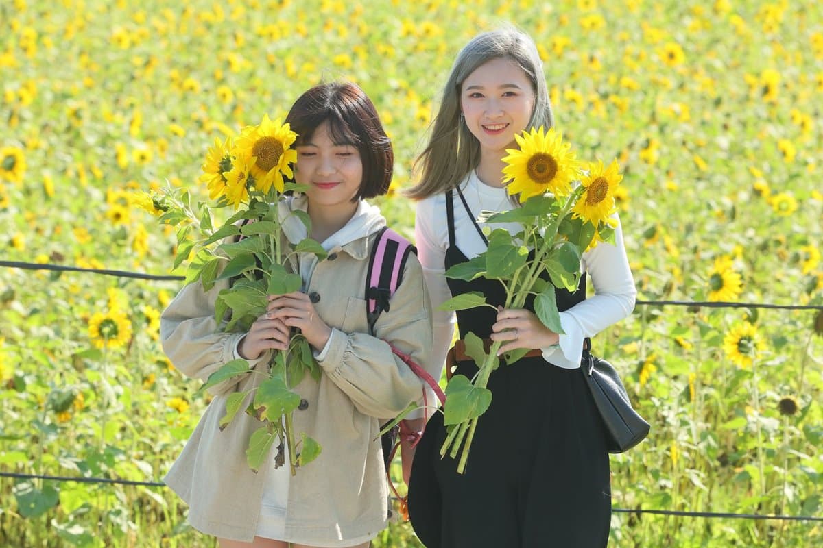 3萬株向日葵免費採！全台最靠近海邊「向日葵花海」一日限定活動