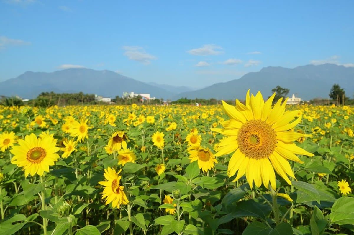 3萬株向日葵免費採！全台最靠近海邊「向日葵花海」一日限定活動