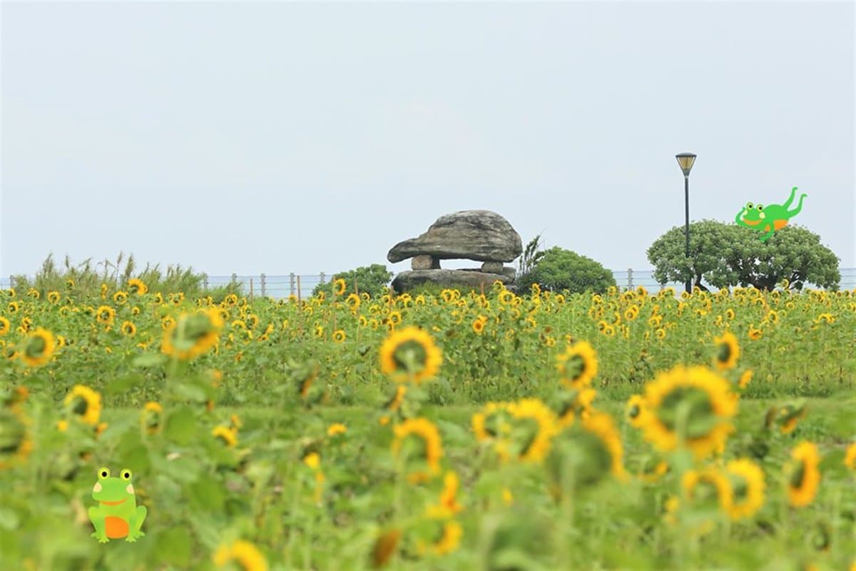 3萬株向日葵免費採！全台最靠近海邊「向日葵花海」一日限定活動