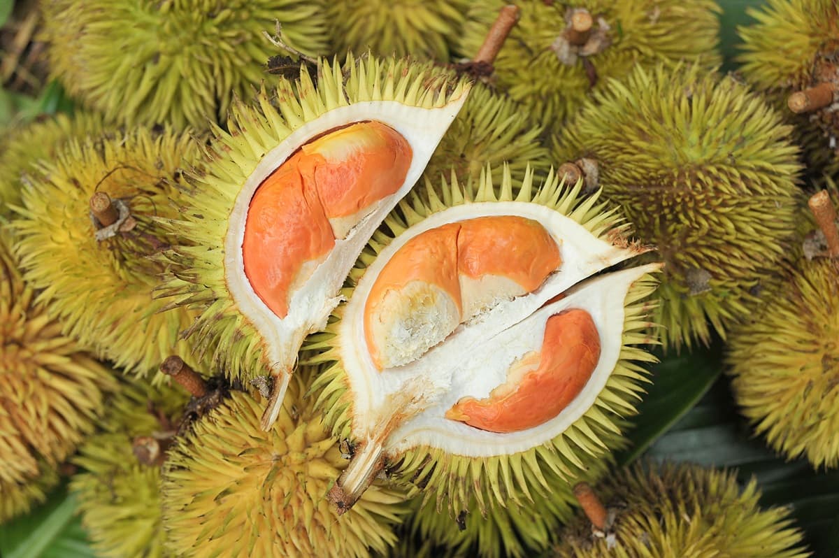 超美「紅色榴槤」這4個地方吃得到!帶有「焦糖味」榴槤吃過嗎? 超美「紅色榴槤」這4個地方吃得到!帶有「焦糖味」榴槤吃過嗎?