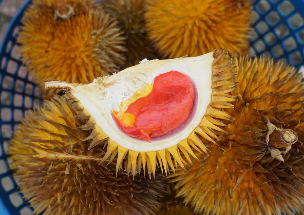 超美「紅色榴槤」這4個地方吃得到!帶有「焦糖味」榴槤吃過嗎? 超美「紅色榴槤」這4個地方吃得到!帶有「焦糖味」榴槤吃過嗎?
