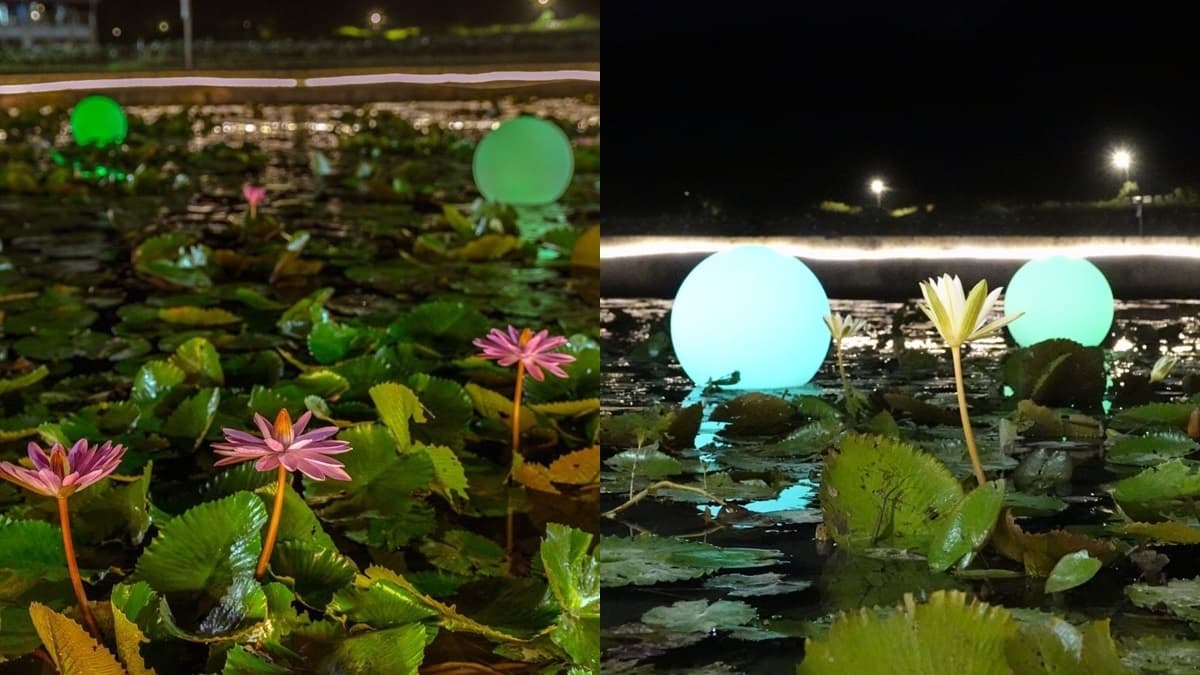 晚上賞花去過嗎？新北最大蓮池「夜賞睡蓮」滿池「月亮燈」只到七夕