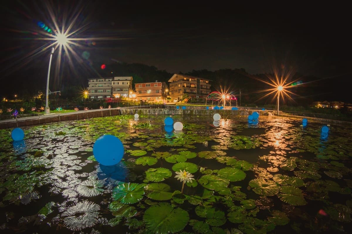 晚上賞花去過嗎？新北最大蓮池「夜賞睡蓮」滿池「月亮燈」只到七夕