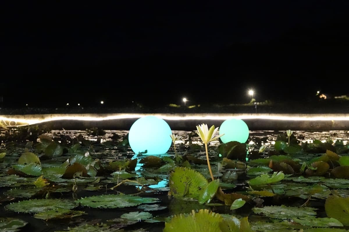 晚上賞花去過嗎？新北最大蓮池「夜賞睡蓮」滿池「月亮燈」只到七夕