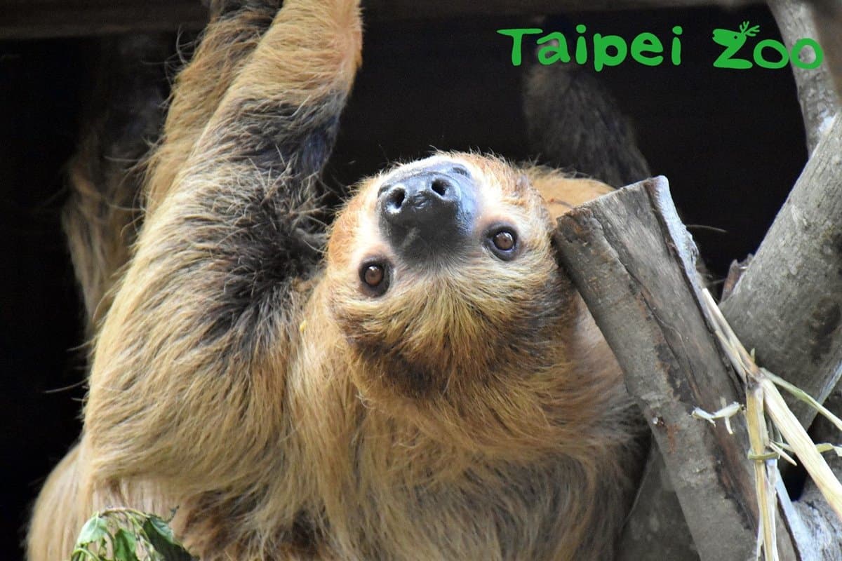 萌萌水豚君、樹懶來了!木柵動物園「熱帶雨林館」久等13年終於開幕 萌萌水豚君、樹懶來了!木柵動物園「熱帶雨林館」久等13年終於開幕