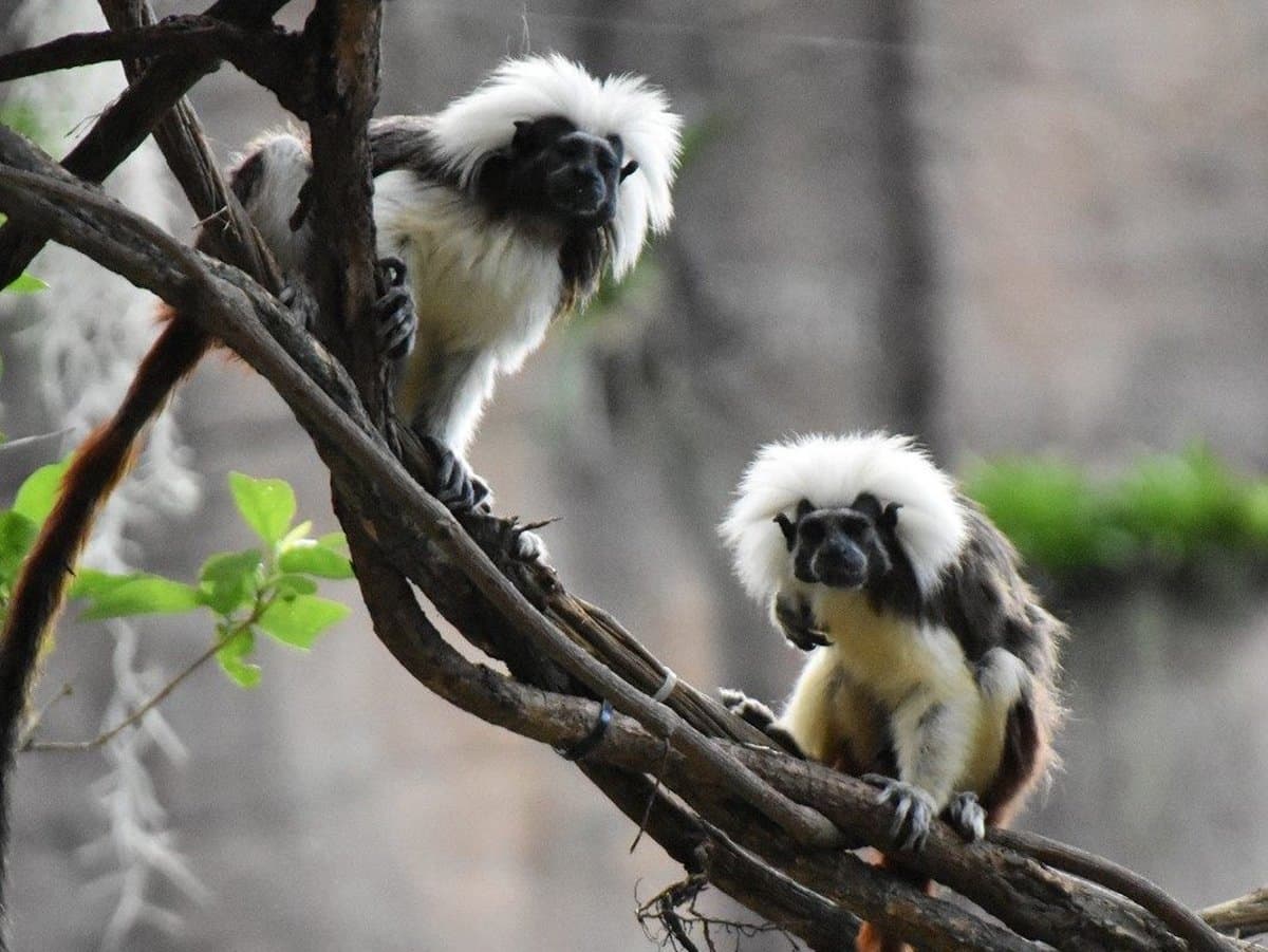 萌萌水豚君、樹懶來了!木柵動物園「熱帶雨林館」久等13年終於開幕 萌萌水豚君、樹懶來了!木柵動物園「熱帶雨林館」久等13年終於開幕