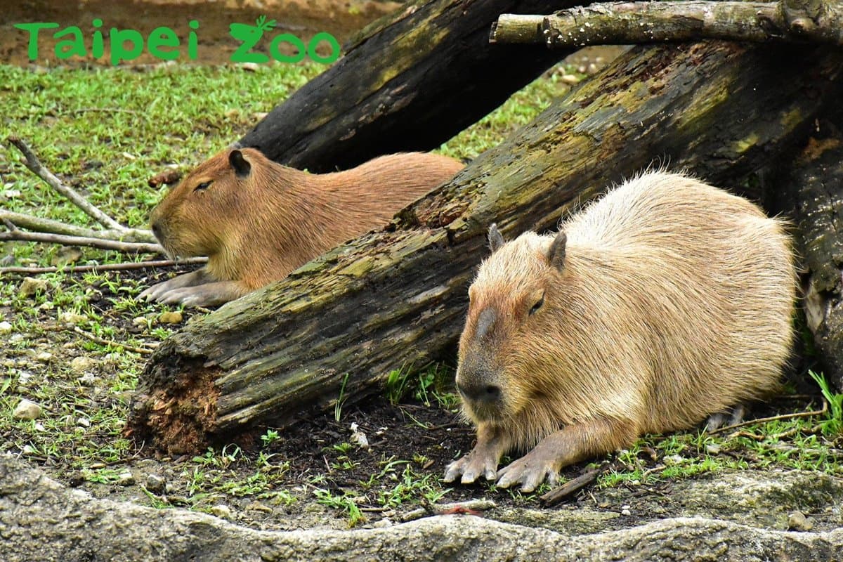 萌萌水豚君、樹懶來了!木柵動物園「熱帶雨林館」久等13年終於開幕 萌萌水豚君、樹懶來了!木柵動物園「熱帶雨林館」久等13年終於開幕