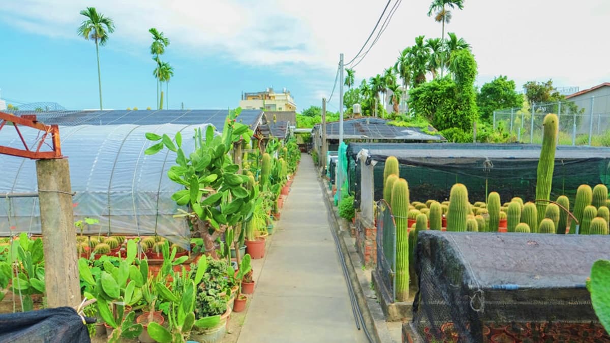 花草系網美最愛！彰化田尾美拍5景點：公路花園、仙人掌綠洲、玻璃屋景觀餐廳