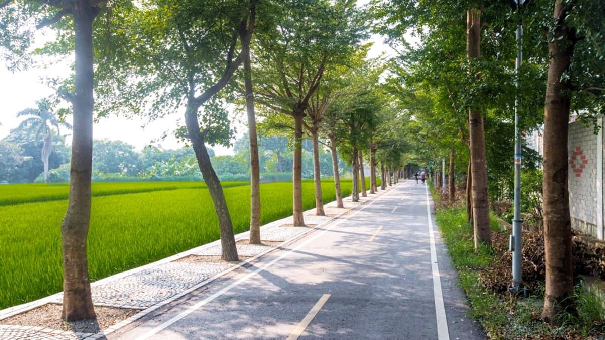 台中絕美「森林隧道」在這！夢幻S形彎道＋波浪車道熱點必拍