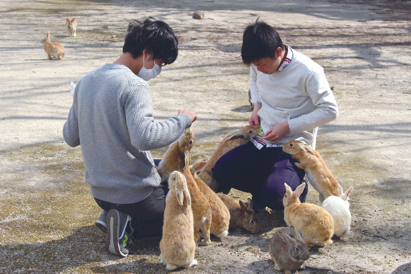日本控要知道！廣島玩樂7亮點：搭渡輪探超萌兔子島、跟妻夫木聰住旅館、美拍熱門景點