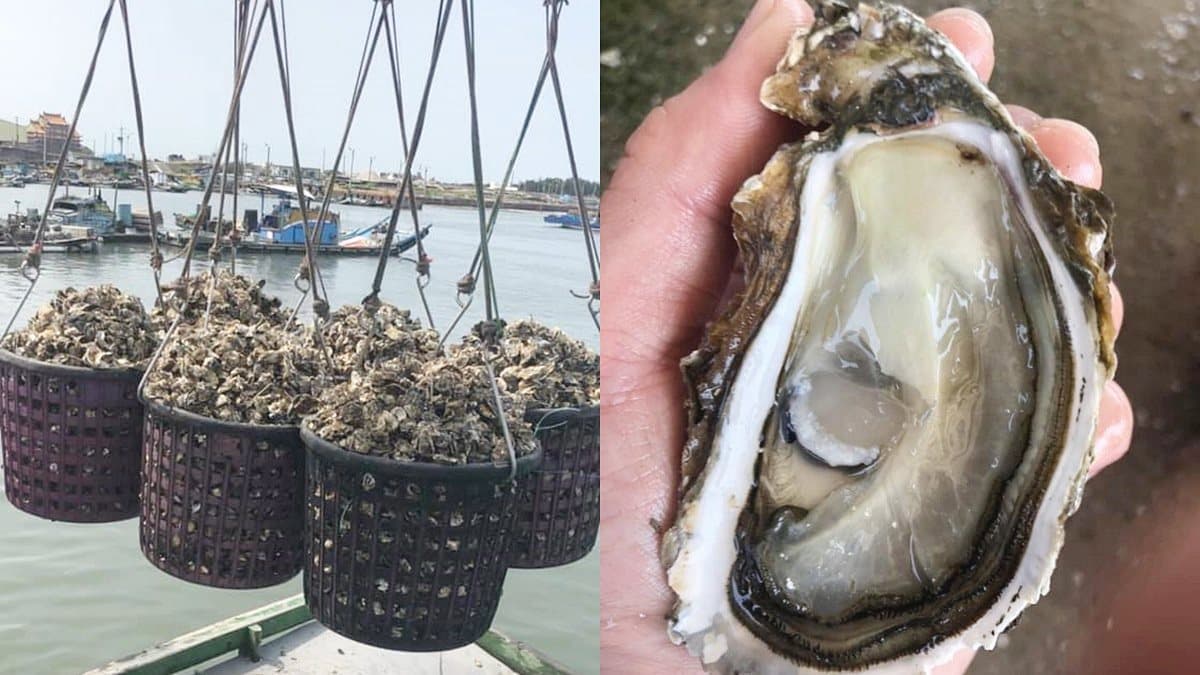 東石海港直送！台南這家烤生蠔「200元」吃到飽，一週只有這3天吃得到