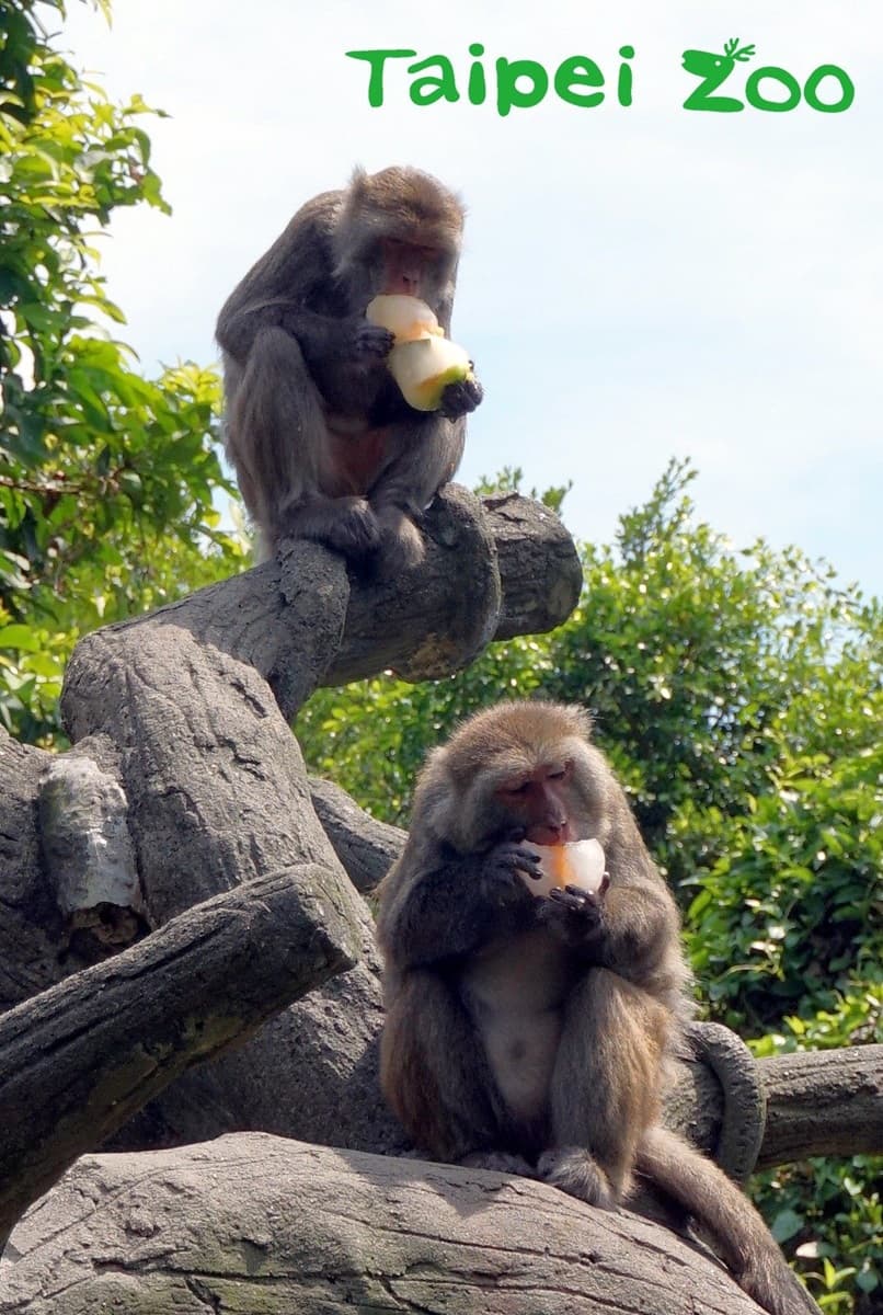 手手捧冰「專注吃」超萌!動物園推出夏日冰品,猴子都爆動了 手手捧冰「專注吃」超萌!動物園推出夏日冰品,猴子都爆動了