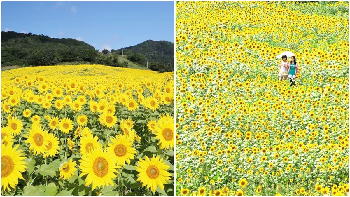 「萬朵太陽」盯著你!這5大向日葵海超有特色:拍童話美照、找紅白隱藏花 「萬朵太陽」盯著你!這5大向日葵海超有特色:拍童話美照、找紅白隱藏花