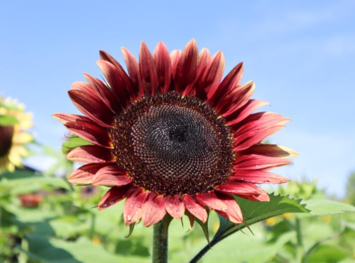 「萬朵太陽」盯著你!這5大向日葵海超有特色:拍童話美照、找紅白隱藏花 「萬朵太陽」盯著你!這5大向日葵海超有特色:拍童話美照、找紅白隱藏花