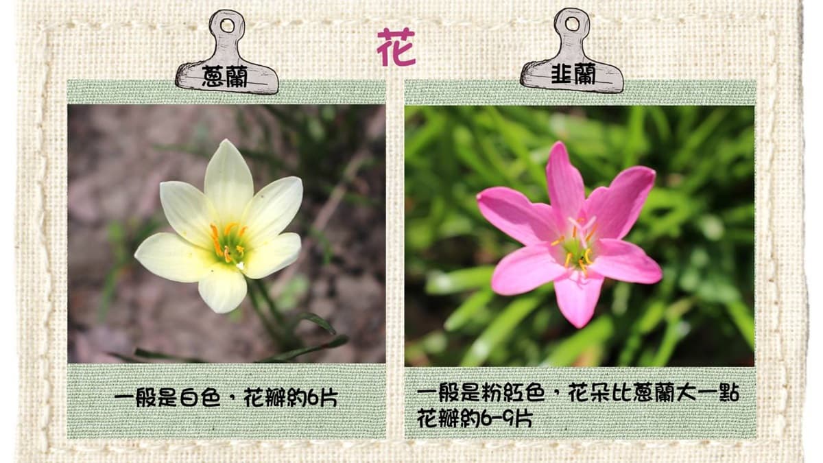 花期超短要拍要快！士林官邸特殊花「蔥蘭」「韭蘭」，限定條件才看得到